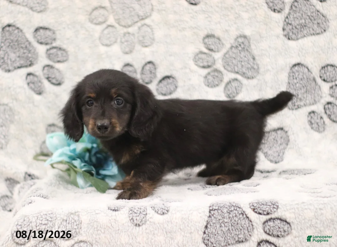 Miniature Dachshund dogs for sale: Garfield - Ad 1
