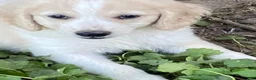 Goldendoodle dogs for sale: Goldendoodle 3 - Ad 5