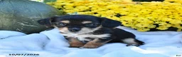 Mixed Breed dogs for sale: Cinnamon - Ad 1