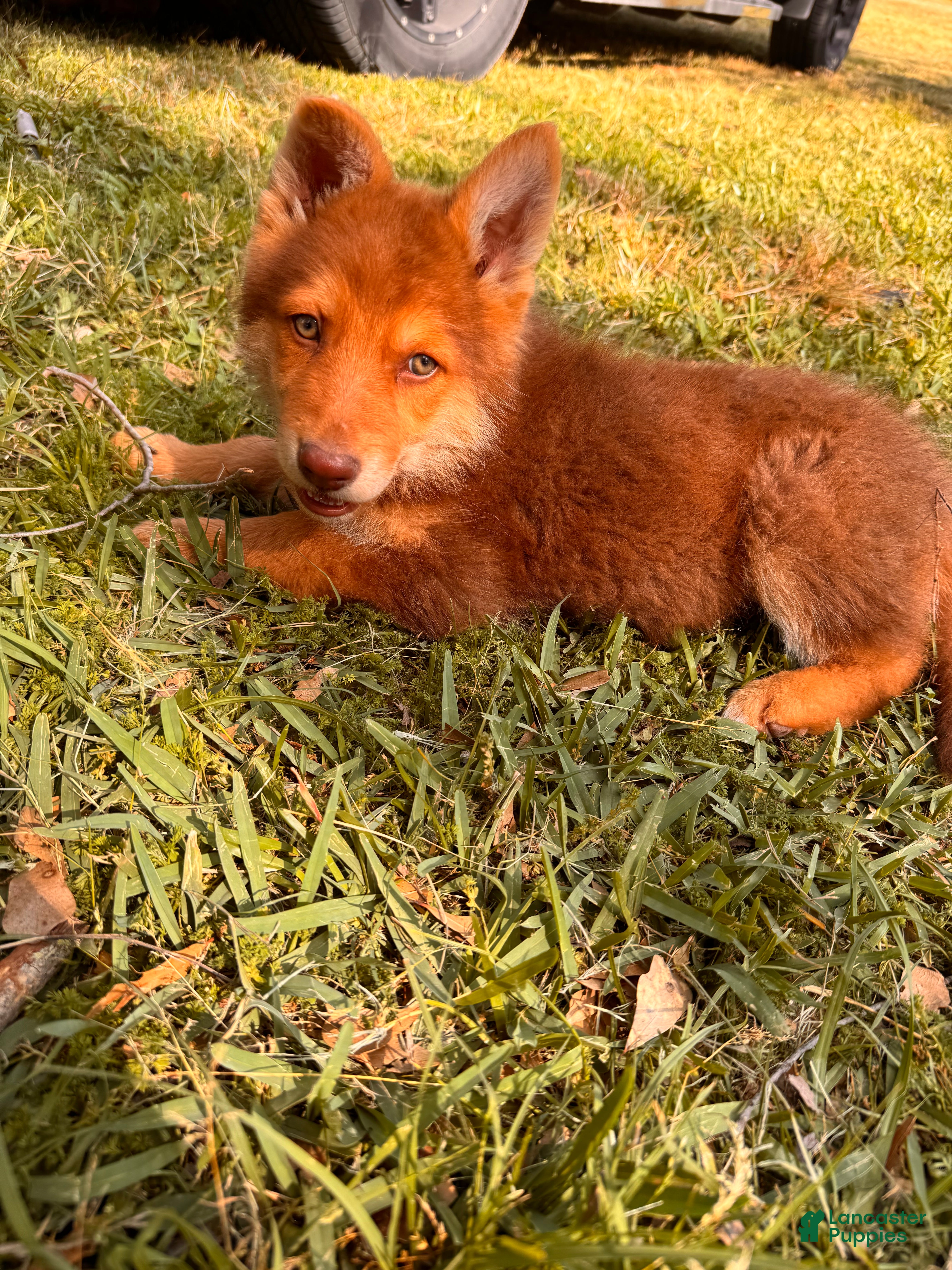 German Shepherd dogs Rocky - Ad 36