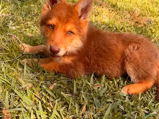 German Shepherd dogs Rocky - Ad 37