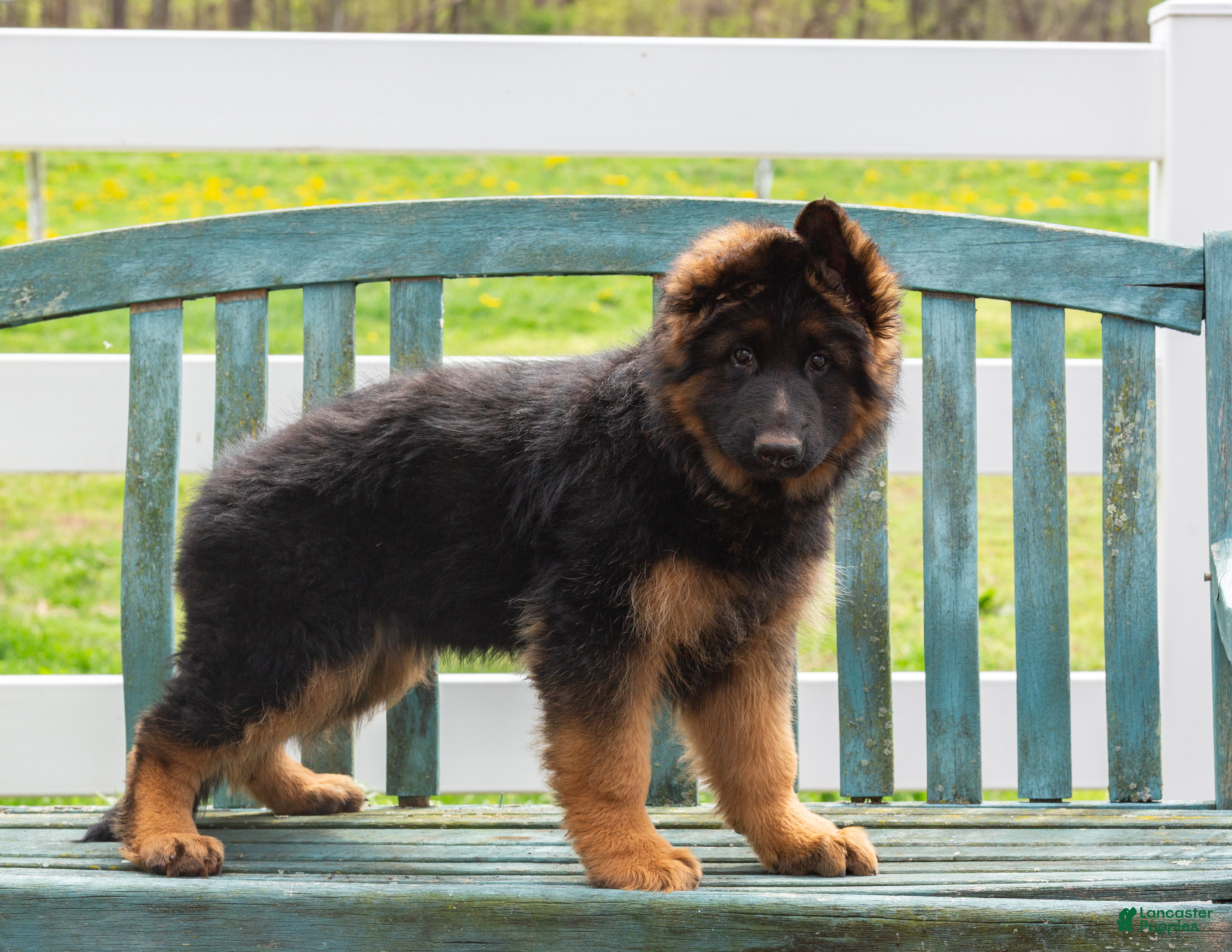 German Shepherd dogs Grace - Ad 1