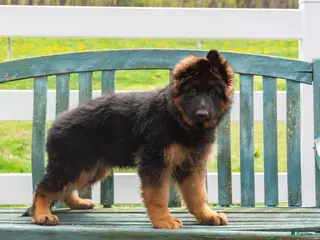 German Shepherd dogs for sale: Grace - Ad 3