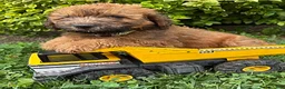 Whoodle dogs for sale: Huxley - Ad 2