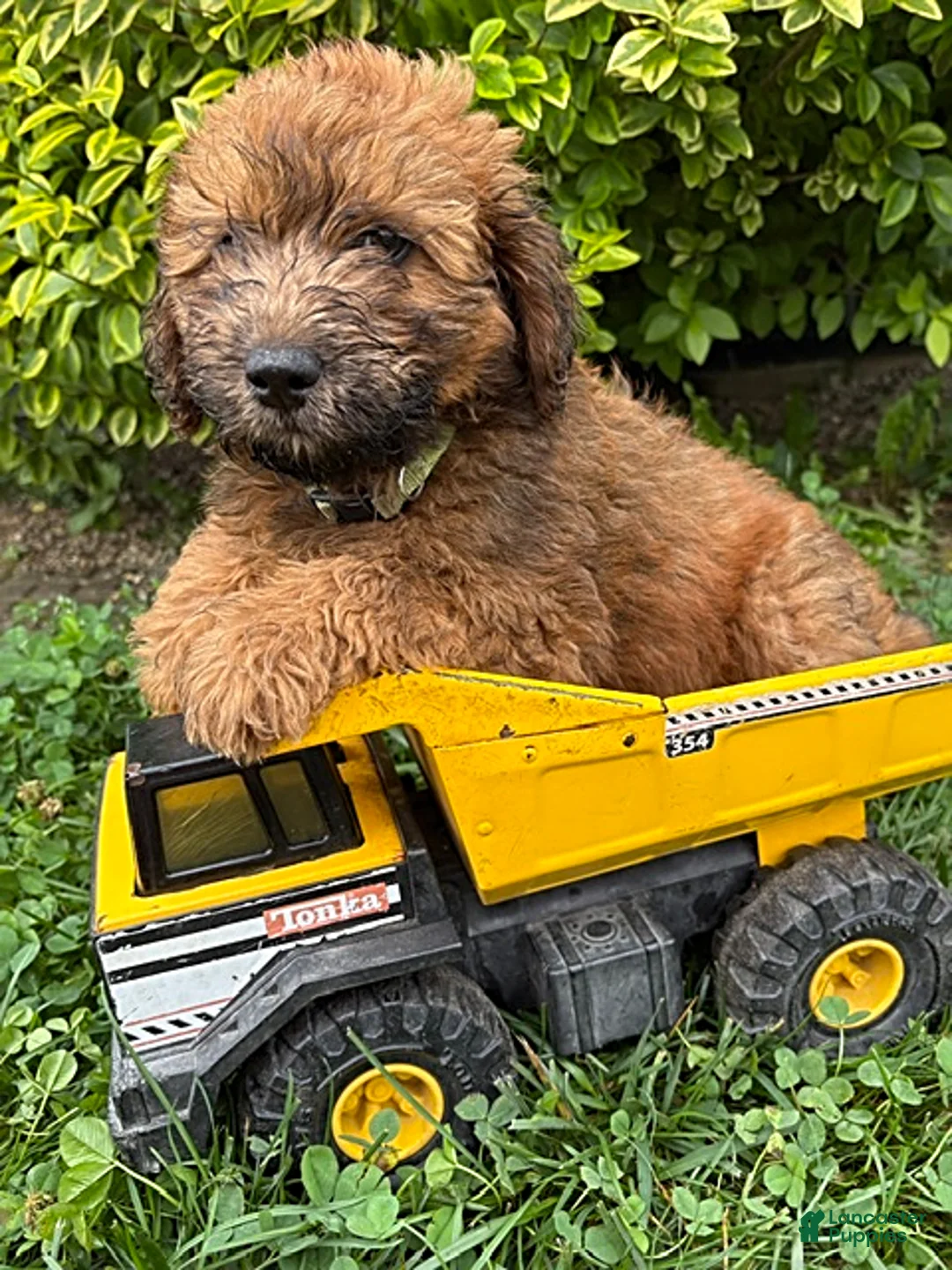 Whoodle dogs for sale: Huxley - Ad 2