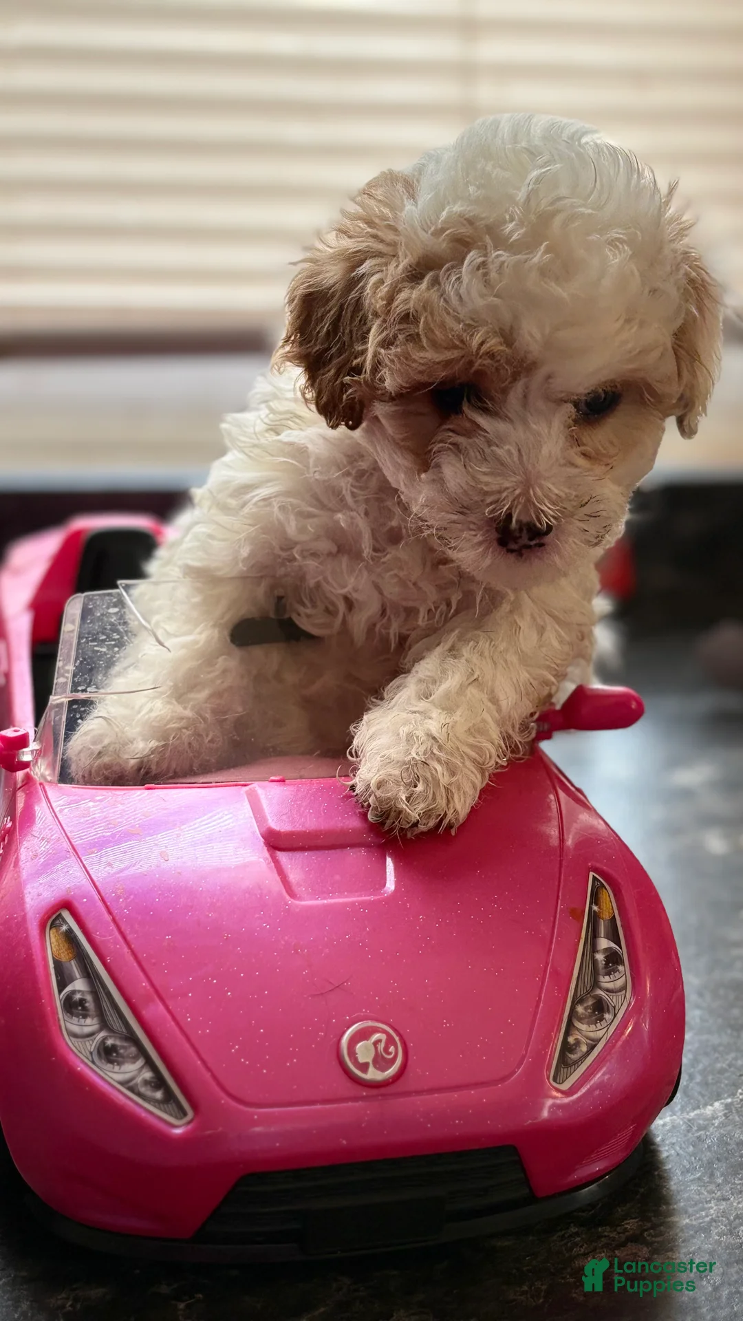 Cavapoo dogs for sale: Puppy B - Ad 3