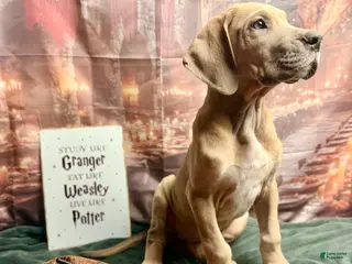 Great Dane dogs Blue Fawn (Heavy Euro) - Ad 30