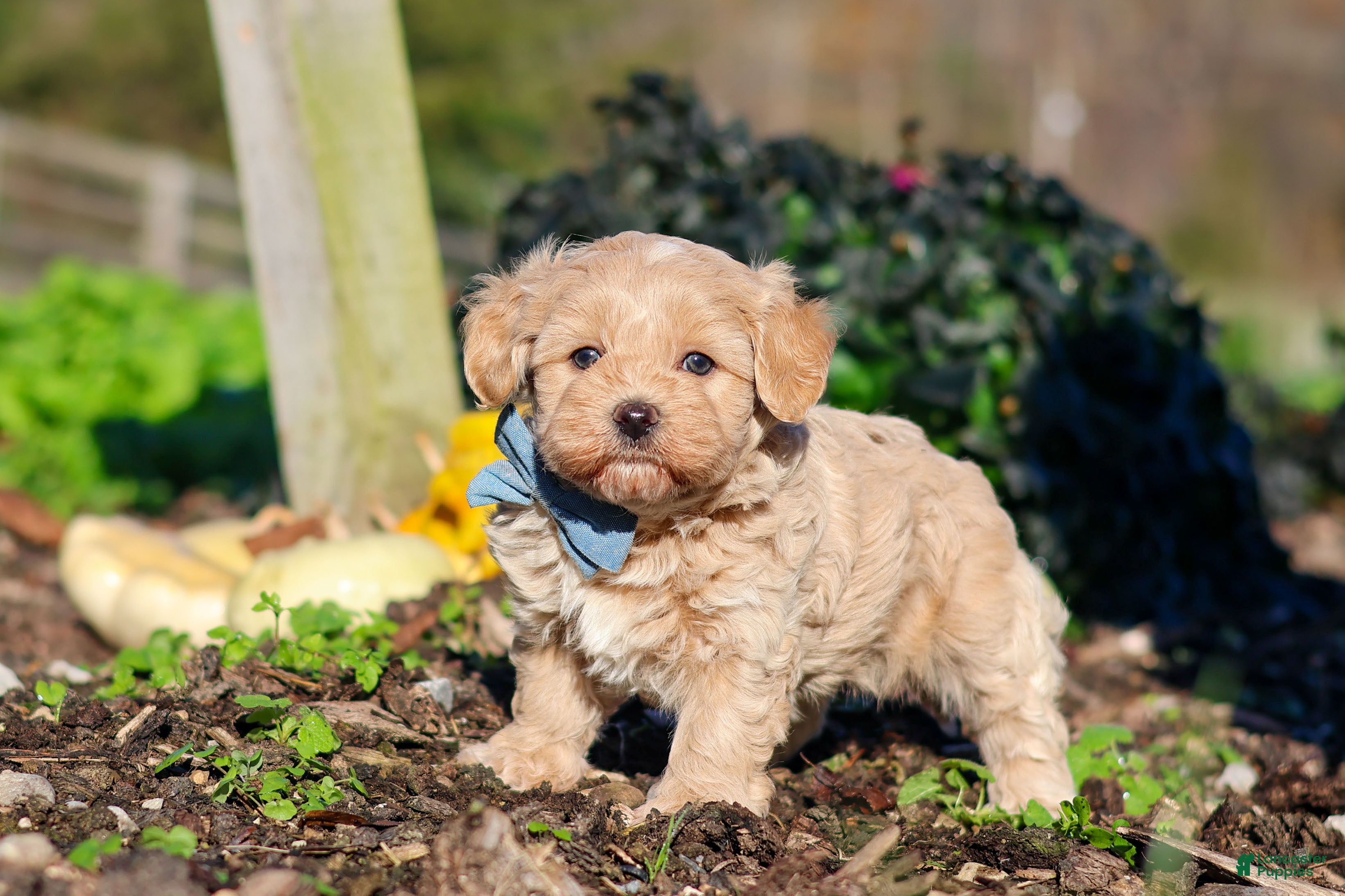 Maltipoo dogs Enzo - Ad 2