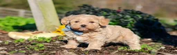 Maltipoo dogs for sale: Enzo - Ad 2