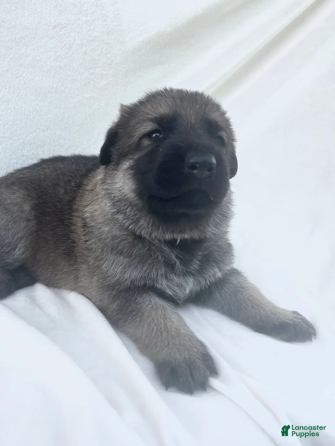 German Shepherd dogs for sale: Bella - Ad 1