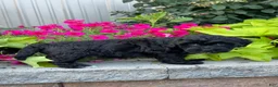 Lhasapoo dogs for sale: Abigail - Ad 4