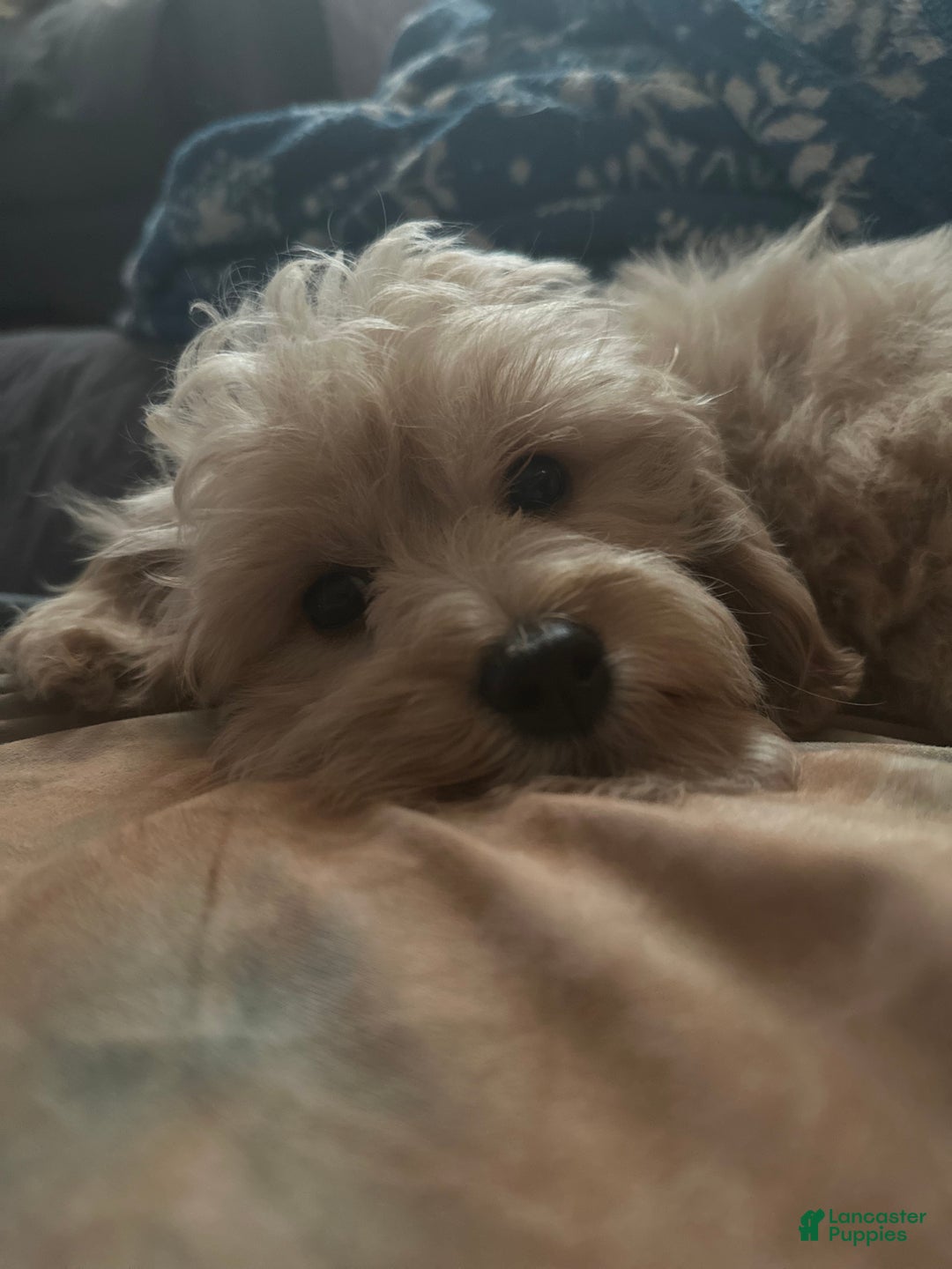 Mini Goldendoodle dogs for sale: Spice - Ad 4