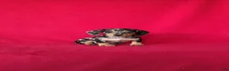 Miniature Dachshund dogs for sale: Tammie - Ad 8
