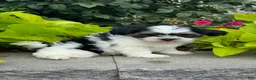 Shih Tzu dogs for sale: Sparkle - Ad 3