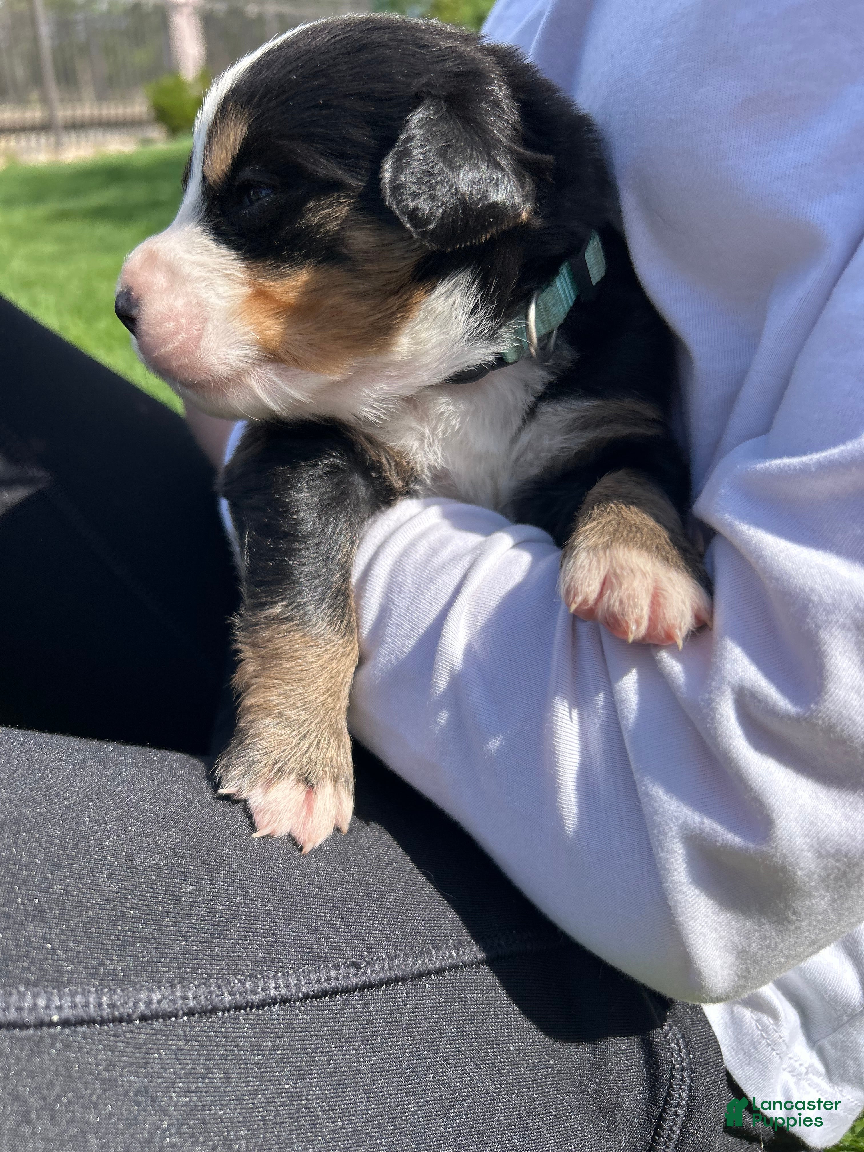 Bernese Mountain Dog dogs Bernese Mountain Dog Puppy 6 - Ad 27