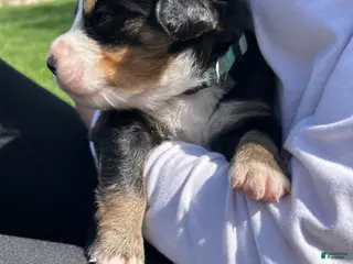 Bernese Mountain Dog dogs Bernese Mountain Dog Puppy 6 - Ad 27