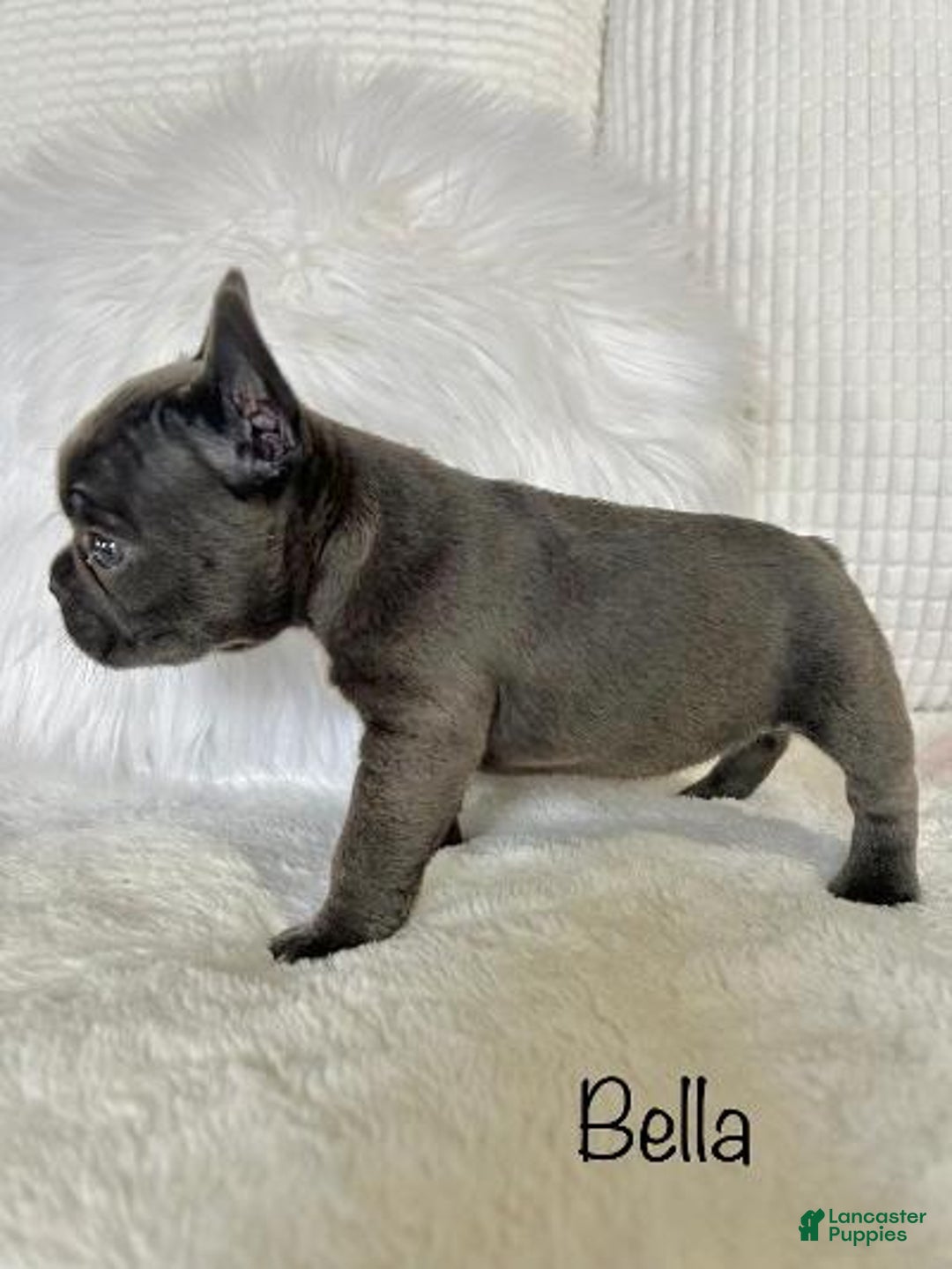 Mixed Breed dogs for sale: Bella - Ad 8