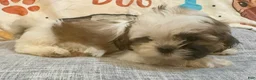 Shih Tzu dogs for sale: April - Ad 2