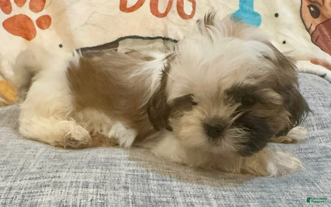 Shih Tzu dogs for sale: April - Ad 2