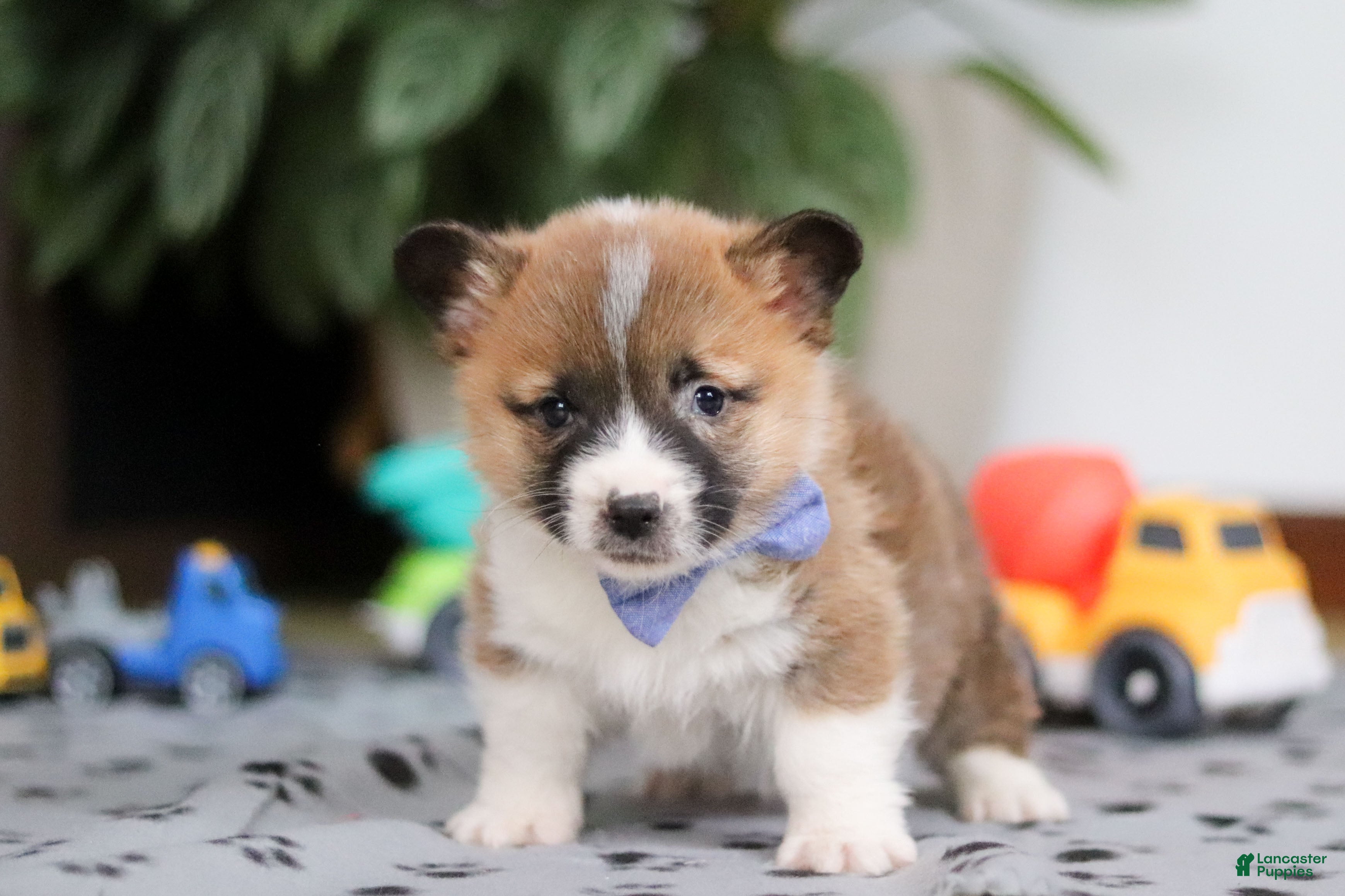 Welsh Corgi Pembroke dogs Arthur - Ad 2