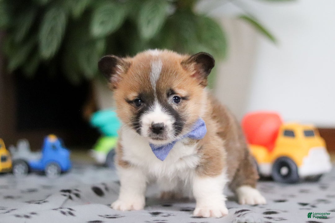Welsh Corgi Pembroke dogs for sale: Arthur - Ad 2