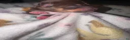 Chihuahua dogs for sale: Chihuahua 2 - Ad 2