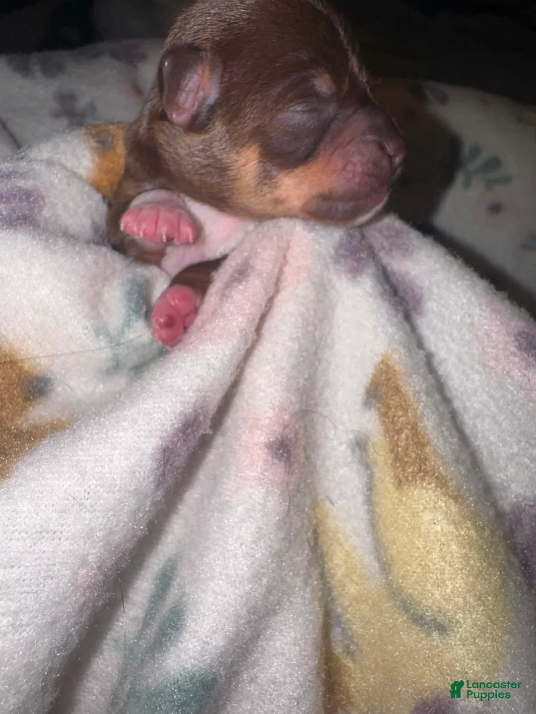 Chihuahua dogs for sale: Chihuahua 2 - Ad 2