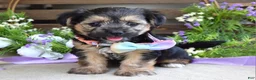 Morkie dogs for sale: Fiona  - Ad 4