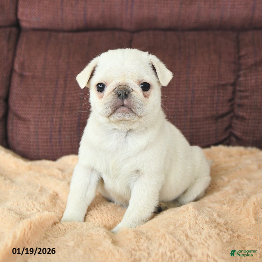 Pug dogs Woodstock - Ad 1