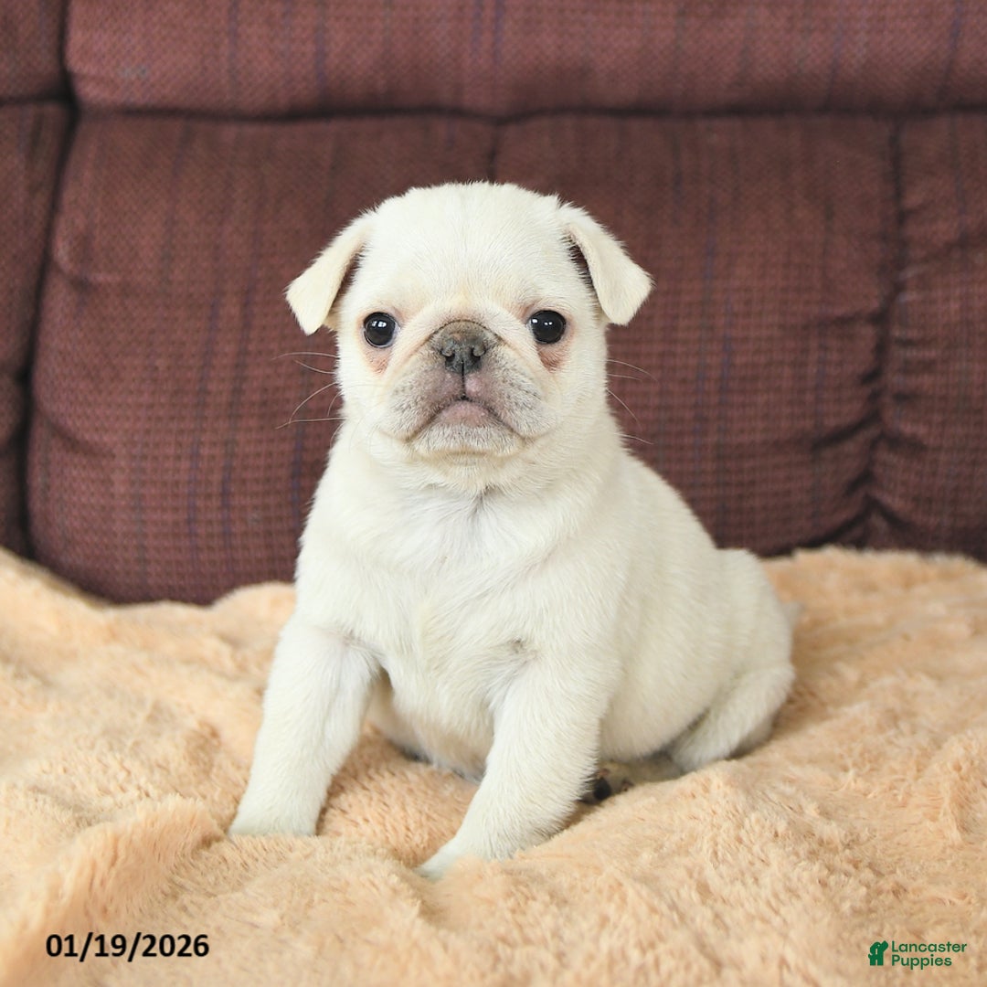 Pug dogs for sale: Woodstock - Ad 1