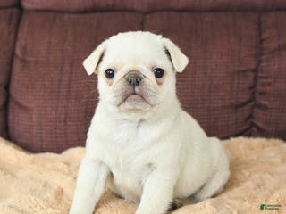 Pug dogs Woodstock - Ad 21