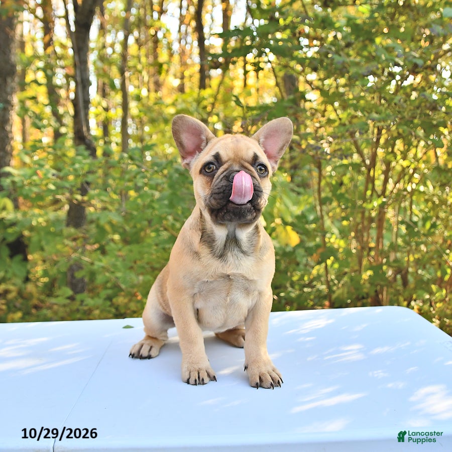 French Bulldog dogs for sale: Bella   - Ad 2