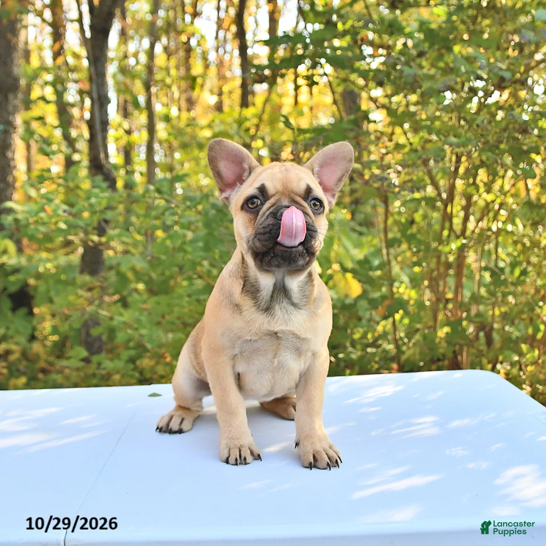 French Bulldog dogs for sale: Bella   - Ad 2