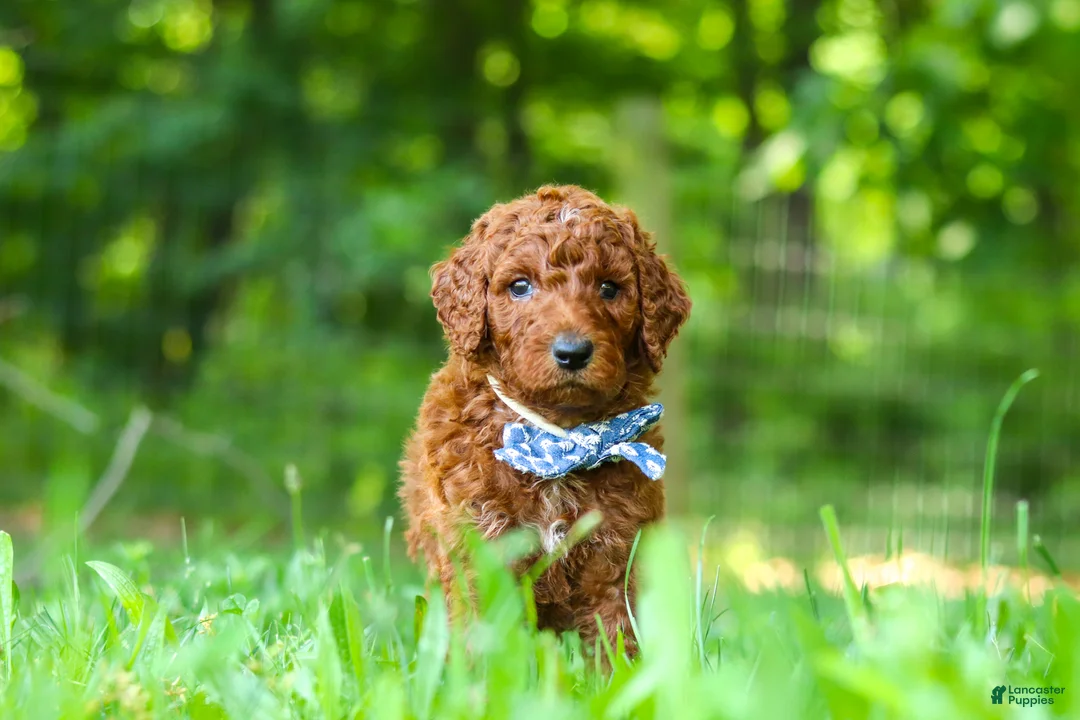 Standard Poodle dogs for sale: Cooper - Ad 2