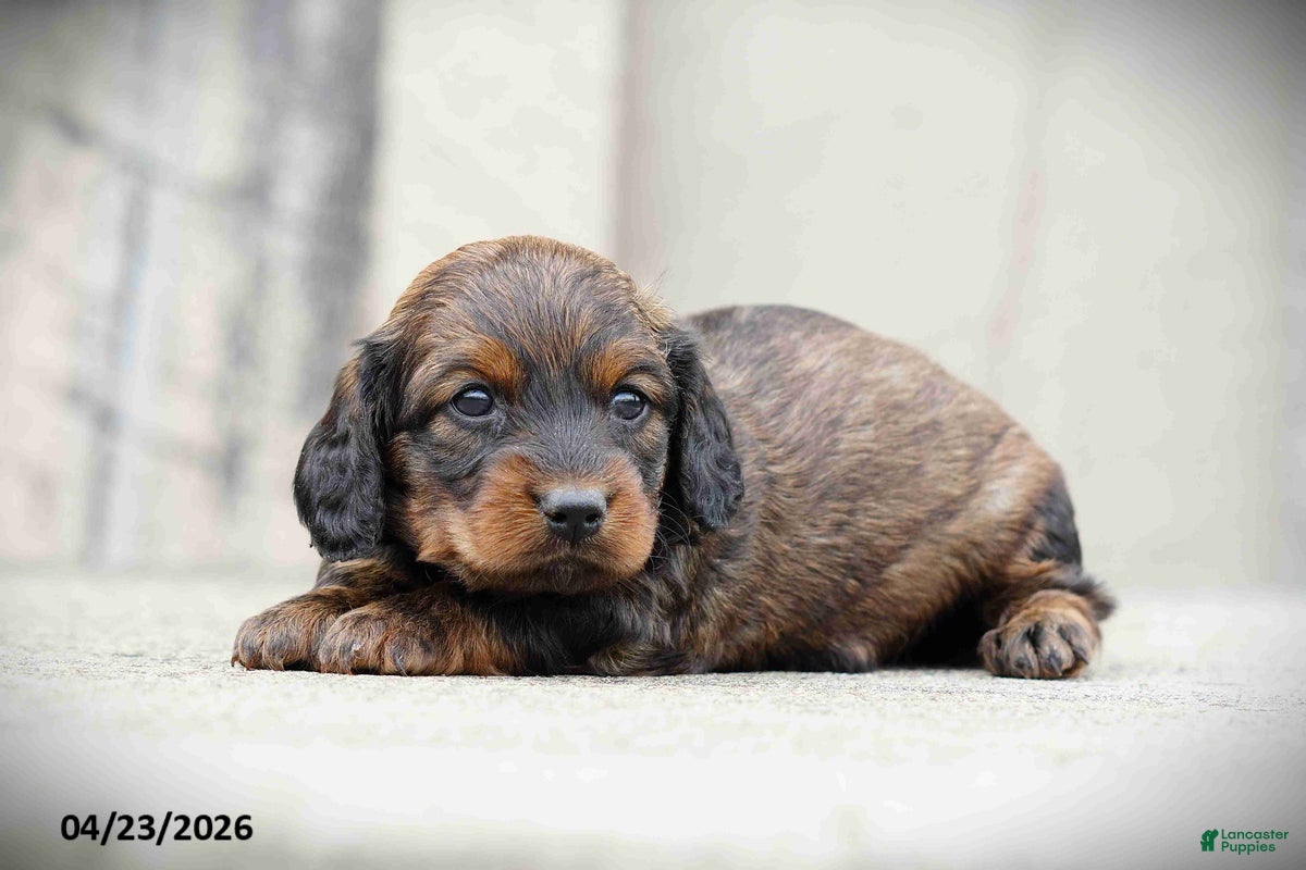Miniature Dachshund dogs Casey - Ad 1