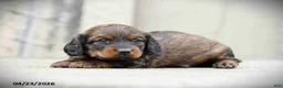 Miniature Dachshund dogs for sale: Casey - Ad 1