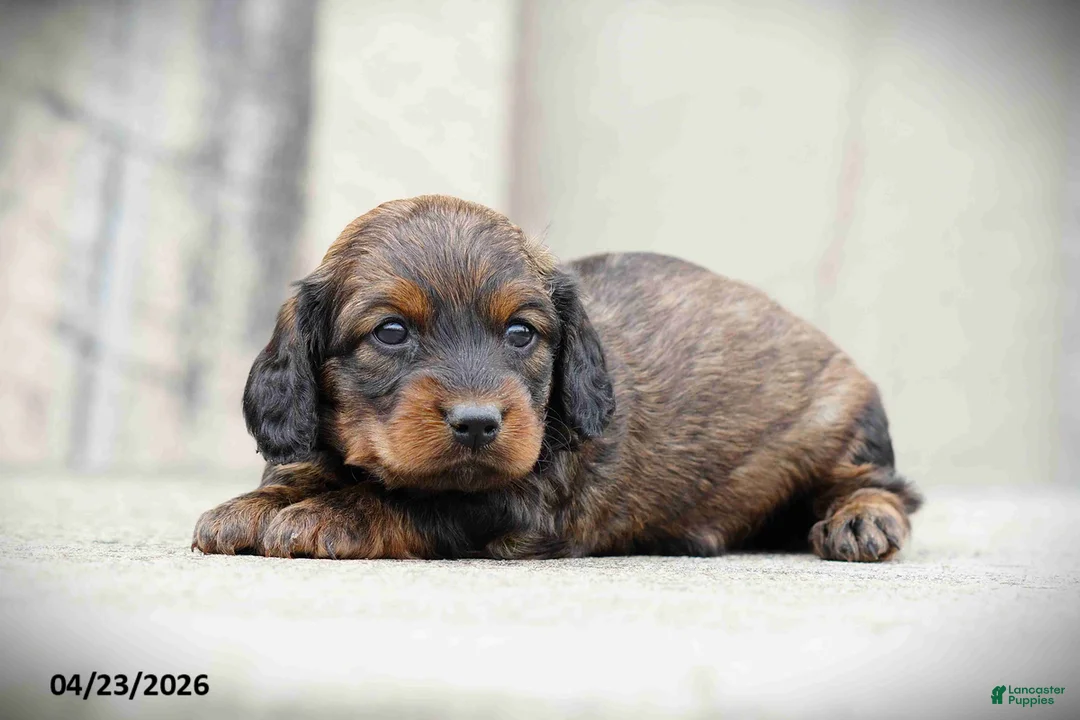 Miniature Dachshund dogs for sale: Casey - Ad 1