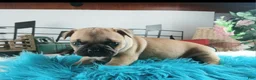 French Bulldog dogs for sale: Frenchie boy, NATIONWIDE DELIVERY  - Ad 6