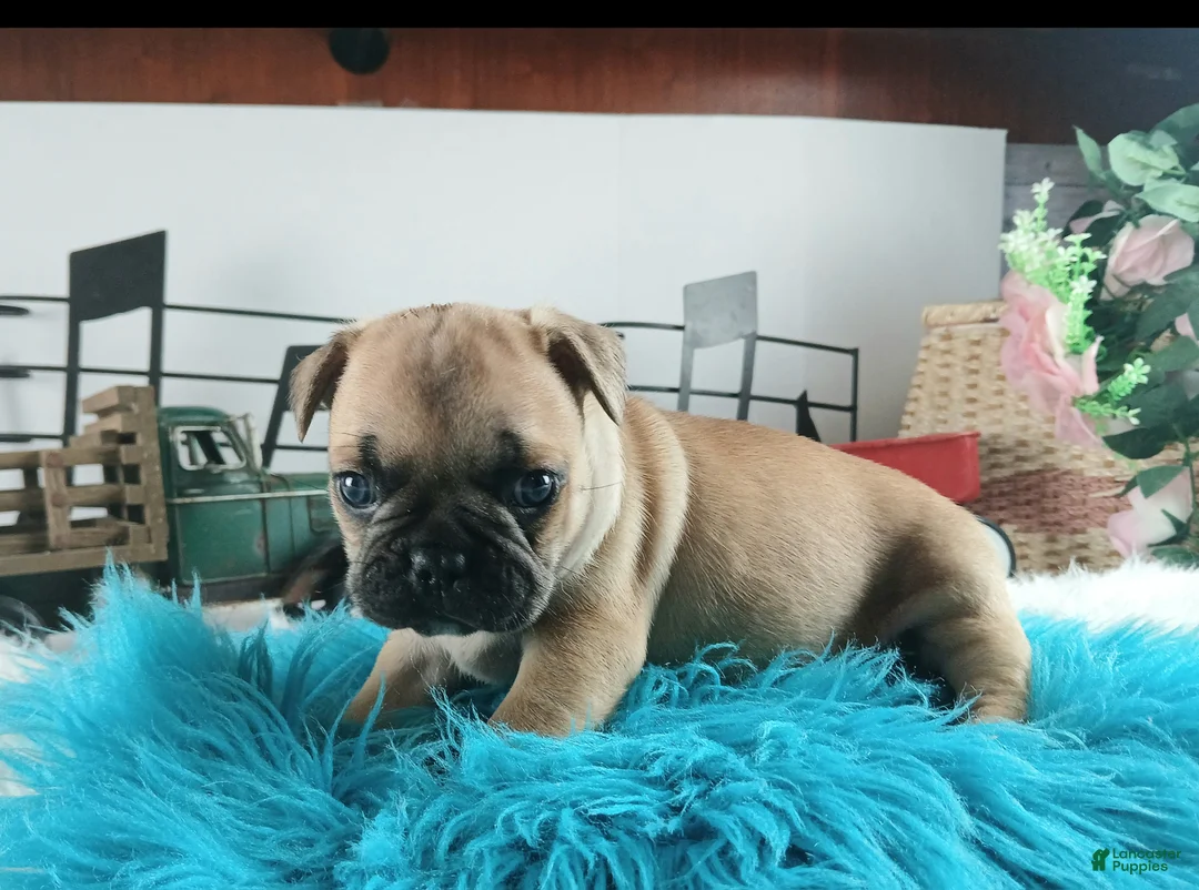 French Bulldog dogs for sale: Frenchie boy, NATIONWIDE DELIVERY  - Ad 6