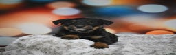 Mixed Breed dogs for sale: Violet - Ad 4