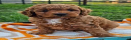 Cavapoo dogs for sale: Ice - Ad 8
