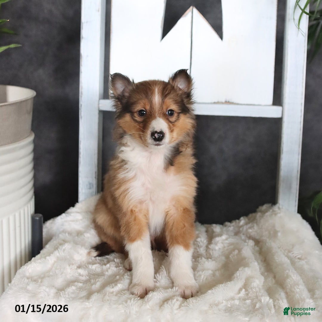 Shetland Sheepdog dogs for sale: Camden - Ad 3