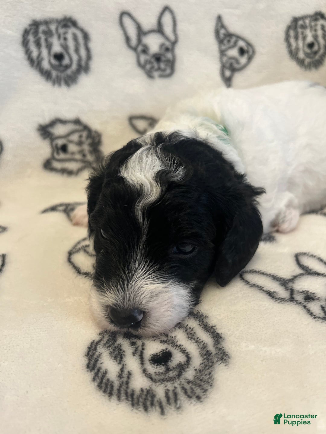 Mini Sheepadoodle dogs for sale: Black-Onyx - Ad 7