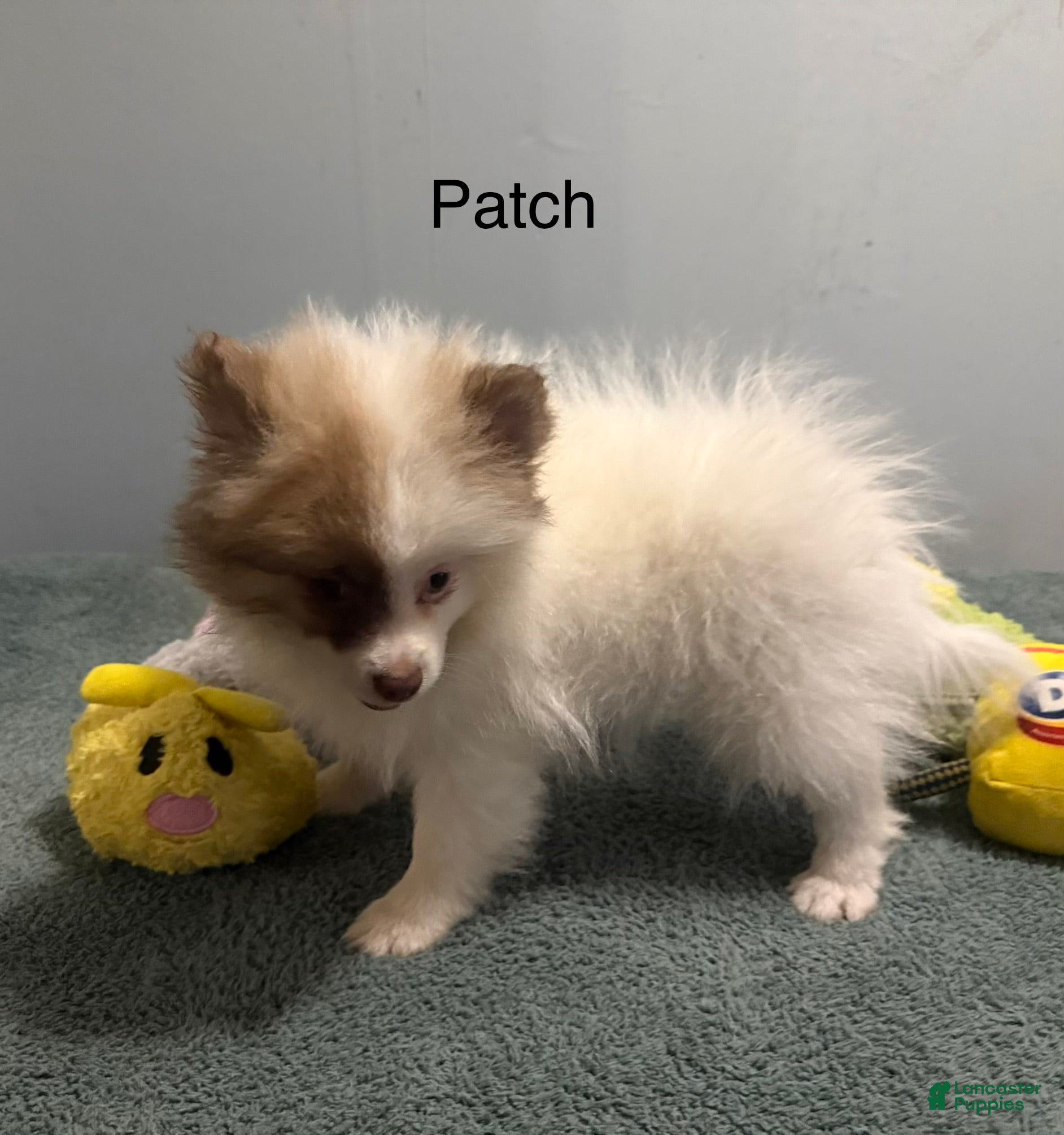 Pomeranian dogs Patch - Ad 1