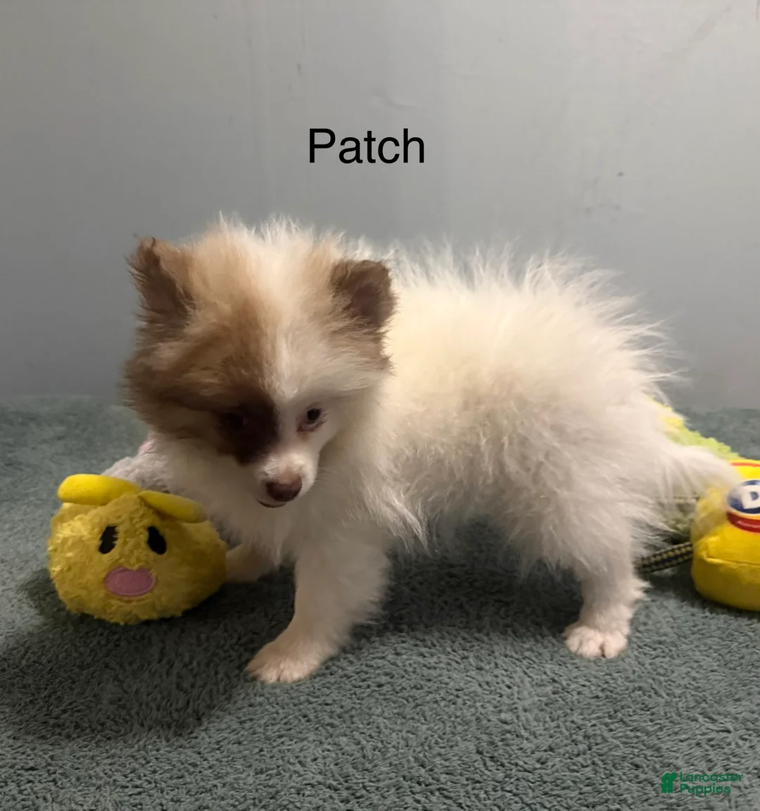 Pomeranian dogs for sale: Patch - Ad 1