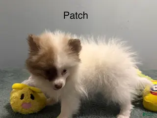 Pomeranian dogs for sale: Patch - Ad 3
