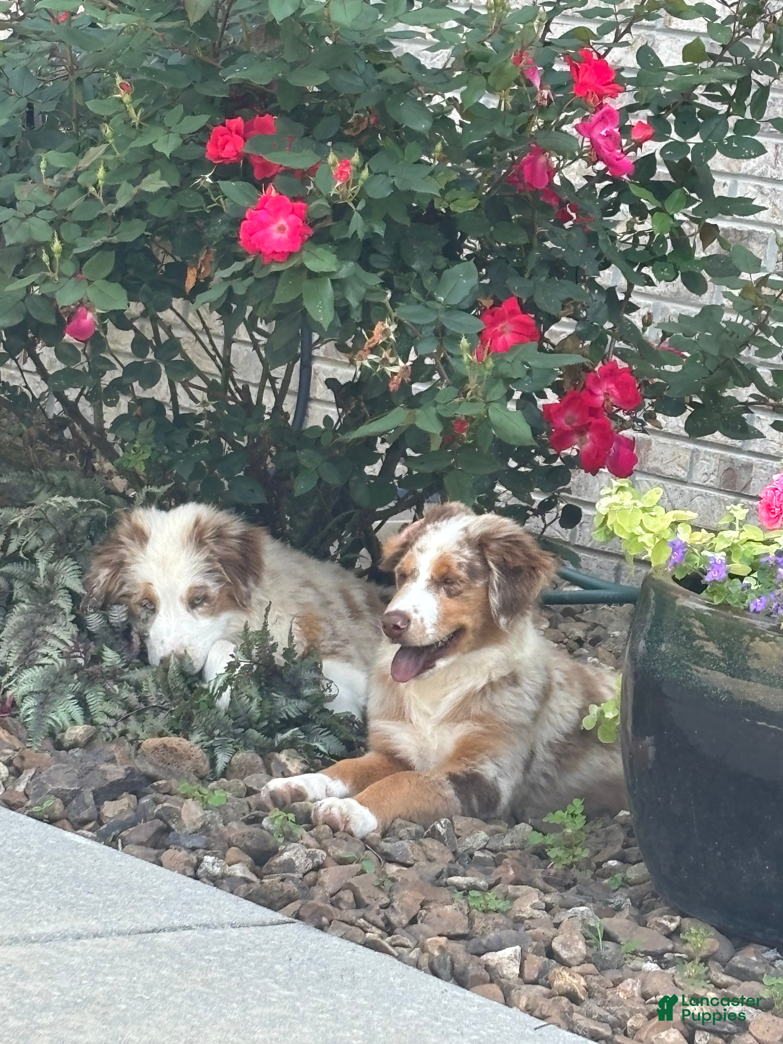 Miniature Australian Shepherd dogs Miniature Australian Shepherd Puppy Tango - Ad 1