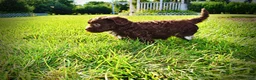 Havapoo dogs for sale: Cookie - Ad 11