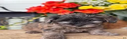 Mixed Breed dogs for sale: Quincey - Ad 10