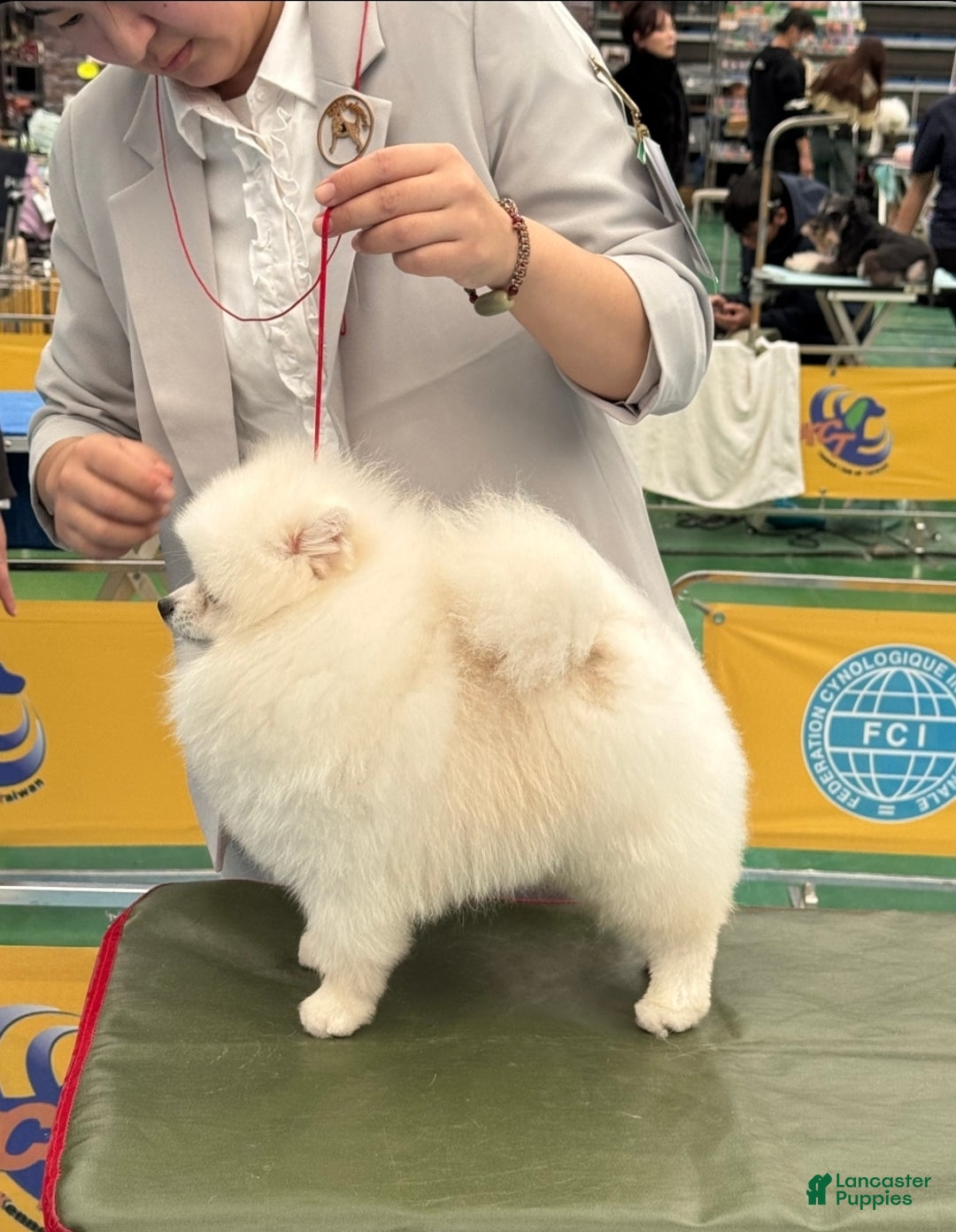 Pomeranian dogs for stud: Snoopy - Ad 2